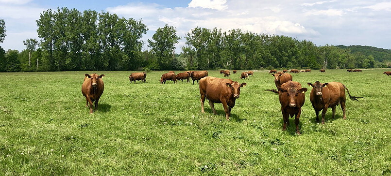 Pasture cattle Liepe