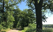 Uckermärker Landrunde Etappe5, Allee bei Ringenwalde, Foto: Silke Rumpelt