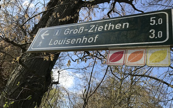 “Rotes Buchenblatt” Circular Walk in the Buchenwald Grumsin World Natural Heritage Site