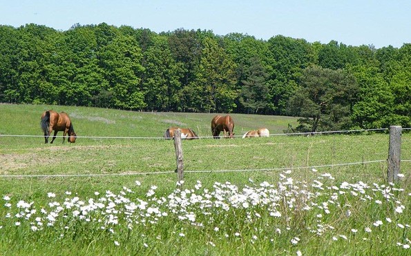 Pferdekoppeln , Foto: Gut Sarnow