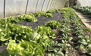 Gärtnerei Graunke Salatpflanzen , Foto: Doreen Bahlke