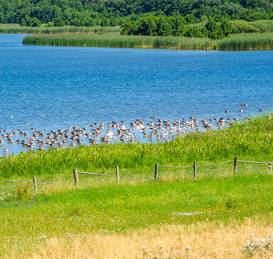 Radrundtour Grimnitzsee, Foto: Amt Joachimsthal (Schorfheide), Lizenz: Amt Joachimsthal (Schorfheide)