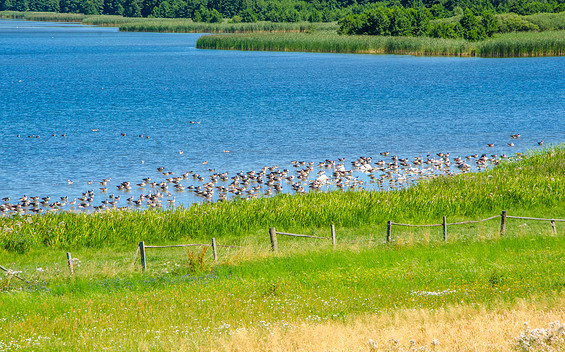 Radrundtour Grimnitzsee, Foto: Amt Joachimsthal (Schorfheide), Lizenz: Amt Joachimsthal (Schorfheide)