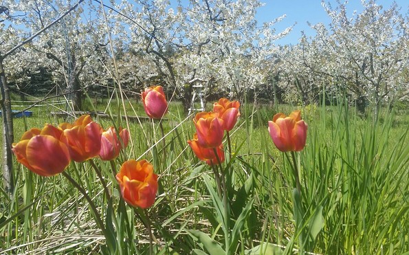 Frühling im Kirschgarten, Foto: S. Rüdiger, Foto: Inge Iwanowitsch, Lizenz: Inge Iwanowitsch