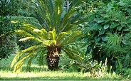 Forstbotanischer Garten Eberswalde - Japanischer Palmfarn Cycas revoluta, Foto: C. Gohlke
