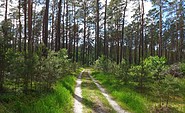 Waldweg bei Groß Schönebeck, Foto: Anke Bielig