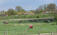 Keidel Ranch, Foto: Petra Förster, Lizenz: Tourismusverband Dahme-Seenland e.V.