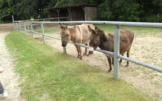 Ilse Reichel Children’s Farm Großziethen, Foto: Olaf Betzold, Lizenz: Ilse Reichel Children’s Farm