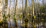 Sumpf im Grumsin, Foto: Amt Joachimsthal (Schorfheide), Lizenz: Amt Joachimsthal (Schorfheide)