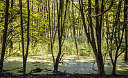 Wanderung Weltnaturerbe, Foto: Amt Joachimsthal (Schorfheide), Lizenz: Amt Joachimsthal (Schorfheide)