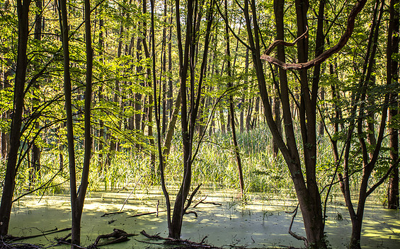 Wanderung Weltnaturerbe, Foto: Amt Joachimsthal (Schorfheide), Lizenz: Amt Joachimsthal (Schorfheide)