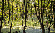 Wanderung Weltnaturerbe, Foto: Amt Joachimsthal (Schorfheide), Lizenz: Amt Joachimsthal (Schorfheide)