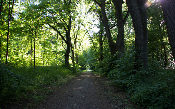 Wanderweg im Lenné-Park Görlsdorf, Foto: Alena Lampe