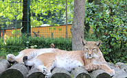 Tierpark Finsterwalde, Foto: Tierpark FInsterwalde, Lizenz: TVEEL