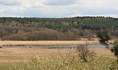 Blick auf das Rambower Moor, Foto: Jeannette Küther, Lizenz: Tourismusverband Prignitz e.V.