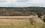 Blick auf das Rambower Moor, Foto: Jeannette Küther, Lizenz: Tourismusverband Prignitz e.V.