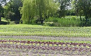 Gepflanzte Salate, Foto: Lenny Rechlin, Lizenz: Regionalpark Barnimer Feldmark e.V.