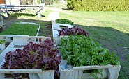 Salatpflanzen, Foto: Lenny Rechlin, Lizenz: Regionalpark Barnimer Feldmark e.V.