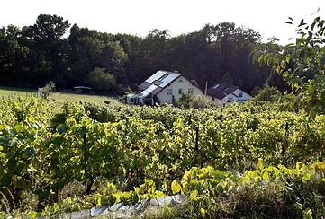 Weingut Richter Seenland Oder-Spree