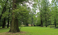 Sumpfzypressen im Schlosspark, Foto: Markus Graf, Lizenz: REG Vetschau mbH