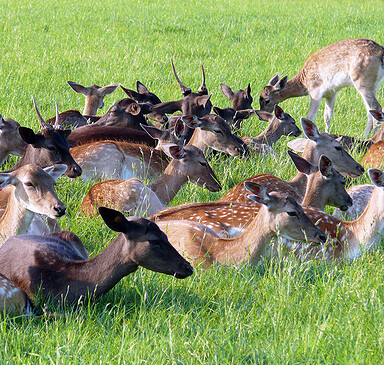 Hirschkoppel (deer paddock)