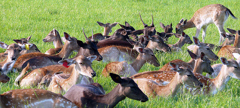 Hirschkoppel (deer paddock)
