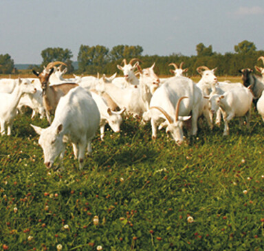 Ziegenhof Zollbrücke, goatfarm