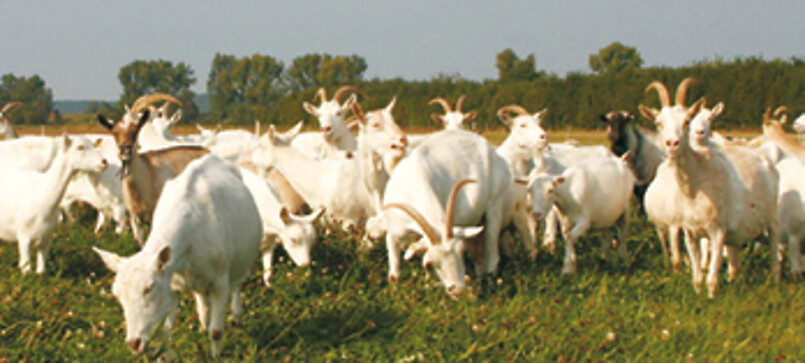 Ziegenhof Zollbrücke, goatfarm