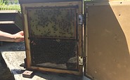 Bienenvolk im Schaukasten, Foto: Christine Leuschner, Lizenz: Amt Joachimsthal (Schorfheide)
