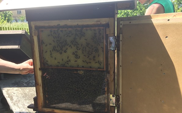 Bienenvolk im Schaukasten, Foto: Christine Leuschner, Lizenz: Amt Joachimsthal (Schorfheide)