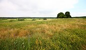 Lange Dammwiesen, Foto: Marc Thiele/NSF, Lizenz: Marc Thiele/NSF
