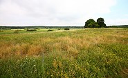 Lange Dammwiesen, Foto: Marc Thiele/NSF, Lizenz: Marc Thiele/NSF