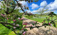 Obstbaumblüte, Foto: Michael Mattke, Lizenz: Amt Joachimsthal (Schorfheide)