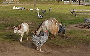 Tiere im Erlebnispark, Foto: MAFZ GmbH Paaren