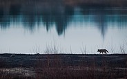 Der Wolf auf Fährte, Foto: Sascha Prietzel