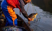 Olaf der Fischer mit Karpfen, Foto: Alexandra Zahl