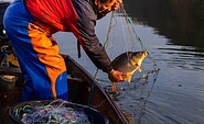 Olaf the fisherman with carp, Foto: Alexandra Zahl