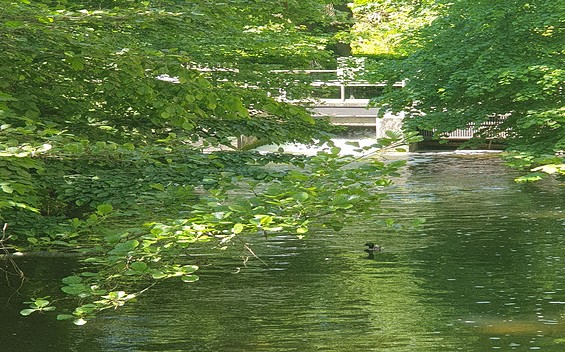 Wehr Rheinsberg Rhin fern, Foto: Daniel Pommerenke, Lizenz: Tourist-Information Rheinsberg
