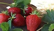 Erdbeeren, Foto: Siegel, Lizenz: SL Gartenbau GmbH