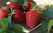 Erdbeeren, Foto: Siegel, Lizenz: SL Gartenbau GmbH