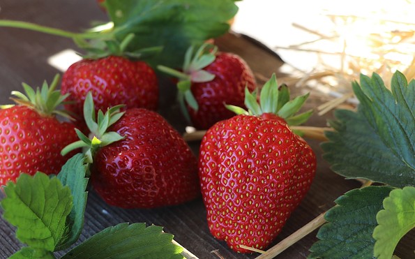 Erdbeeren, Foto: Siegel, Lizenz: SL Gartenbau GmbH