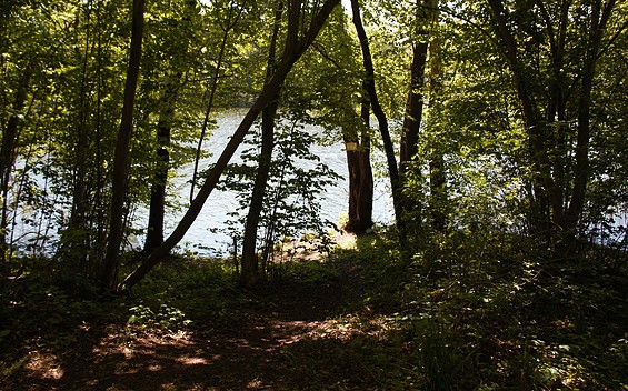 Hundebadestelle am Gleuensee (Nahe Naturcamp Gleuensee), dog swimming area
