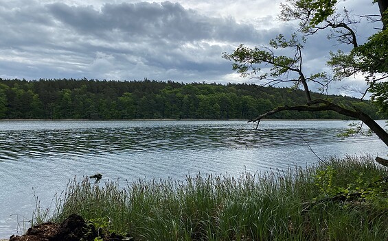 Zenssee Lychen, Foto: Alena Lampe