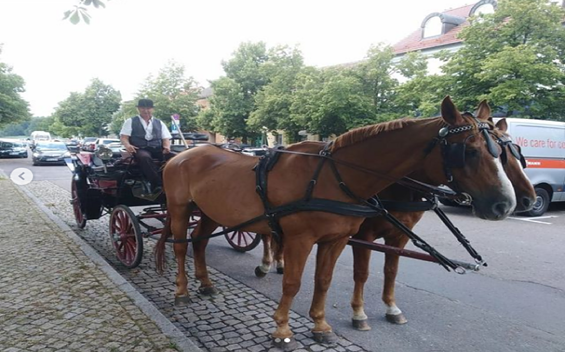 Kutsch- und Kremserfahrten ”Zum Rheinsberger Leuchtturm“