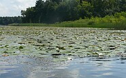 Water lilies, Foto: Seenland Oder-Spree