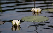 Water lilies, Foto: Florian Läufer, Lizenz: Seenland Oder-Spree