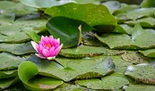 Water lilies, Foto: Florian Läufer, Lizenz: Seenland Oder-Spree