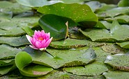 Water lilies, Foto: Florian Läufer, Lizenz: Seenland Oder-Spree