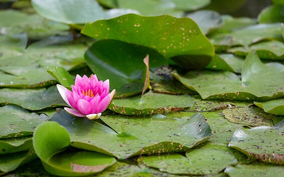 Water lilies, Foto: Florian Läufer, Lizenz: Seenland Oder-Spree