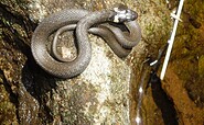 grass snake, Foto: Seenland Oder-Spree
